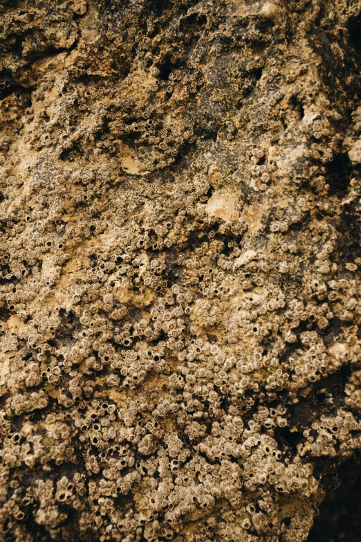 a pile of dirt sitting on top of a pile of dirt, a microscopic photo, inspired by Andreas Gursky, reddit, covered in coral and barnacles, sandstone, bottom body close up, soil landscape