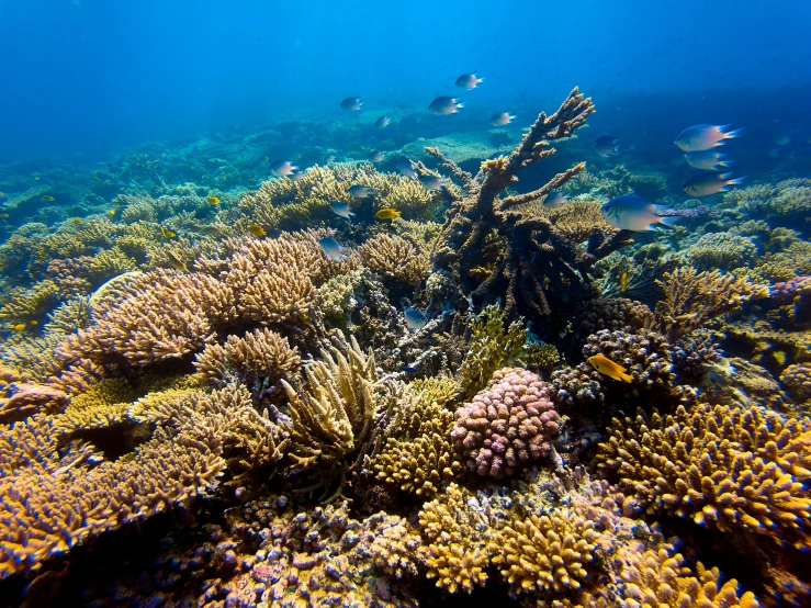 a group of fish swimming over a coral reef, great barrier reef, fan favorite, malika favre, vibrant tones