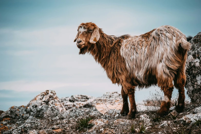 a goat standing on top of a rocky hill, pexels contest winner, 🤠 using a 🖥, weathered olive skin, coloured photo, professionally post - processed