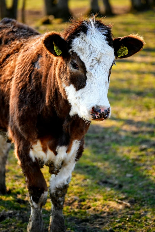 a brown and white cow standing on top of a grass covered field