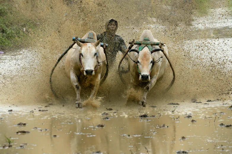 a man riding on the back of two oxen, a picture, by Basuki Abdullah, unsplash contest winner, wet mud, sport, indonesia, slide show