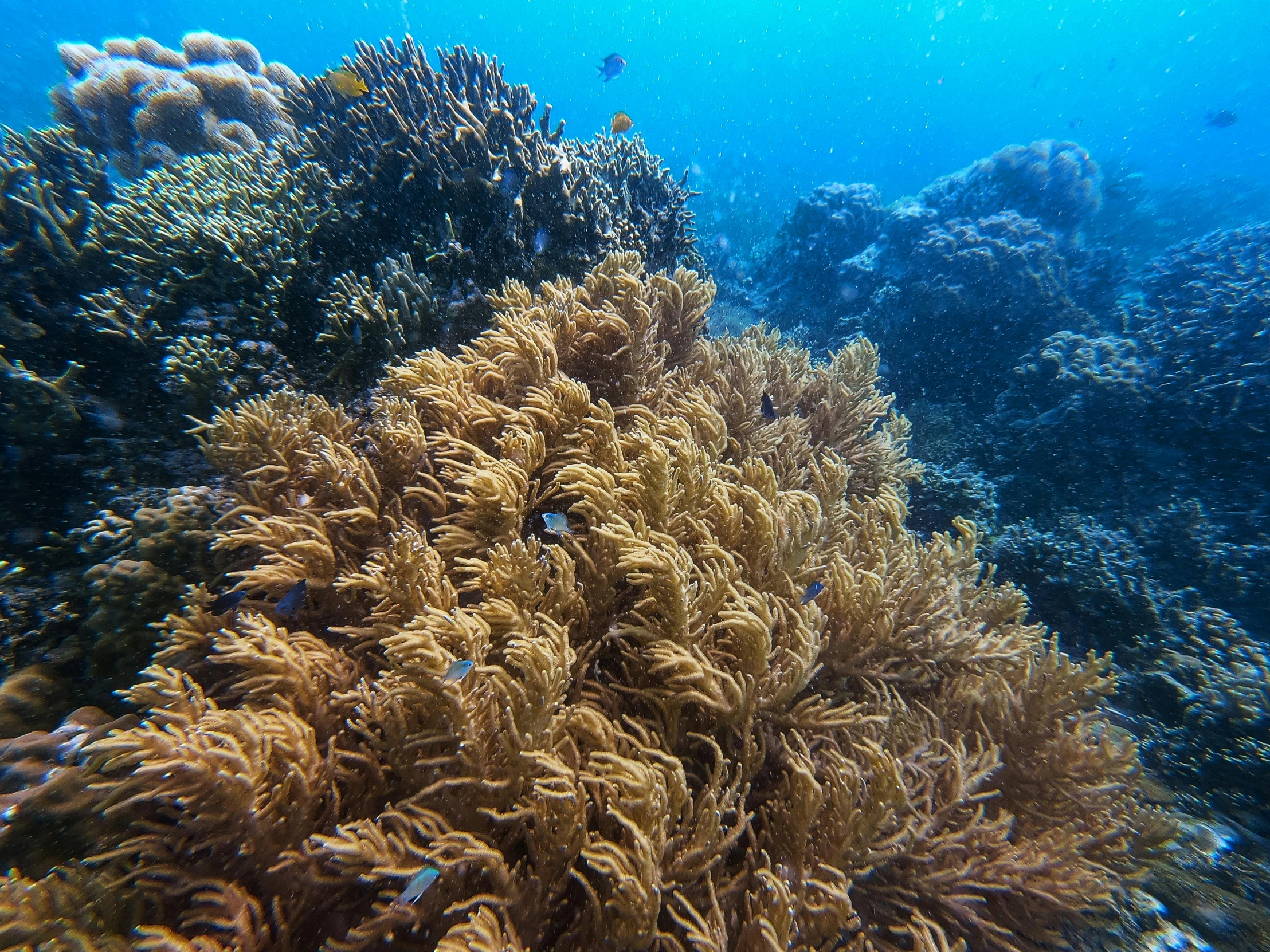 a group of fish swimming around a coral reef, overgrown with aquatic plants, coral brown hair, taken in the early 2020s, great barrier reef