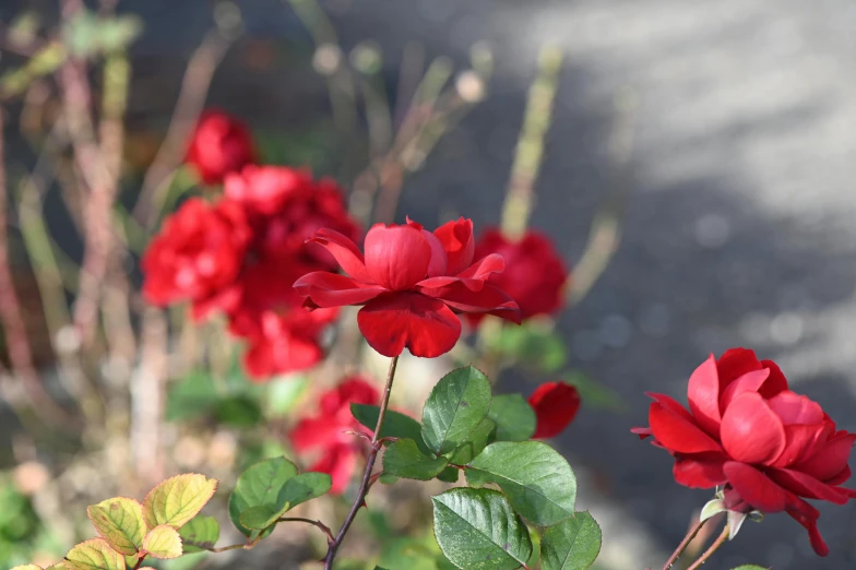 a close up of a bunch of red flowers, inspired by William MacTaggart, unsplash, rose twining, flame shrubs, winter sun, lightweight