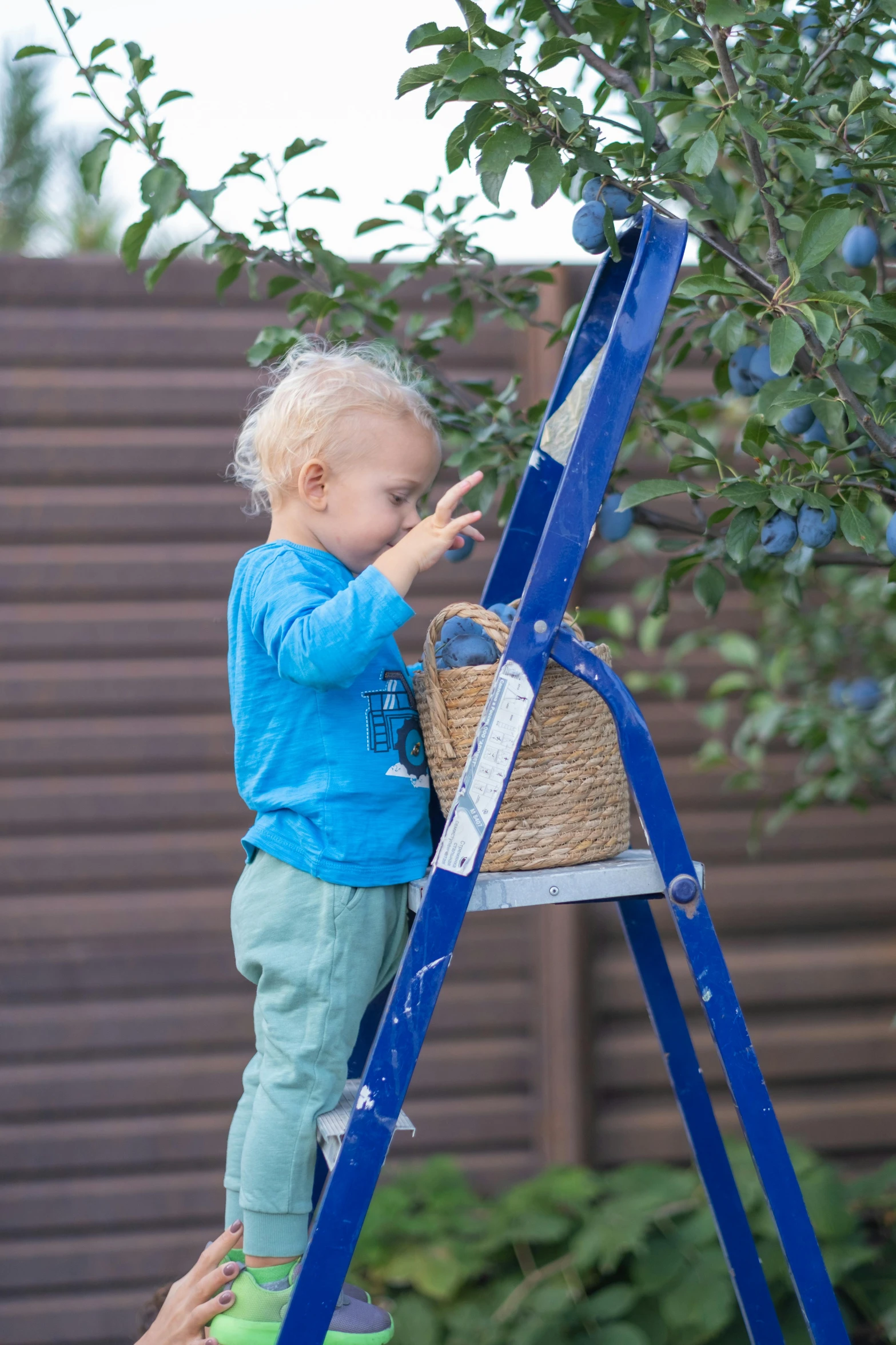 a little boy that is standing on a ladder, inspired by Myles Birket Foster, unsplash, fruit trees, blue, denim, cardboard