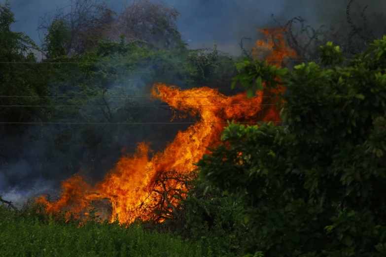 a fire that is burning in the grass, by Daniel Lieske, pexels contest winner, hurufiyya, maui, avatar image