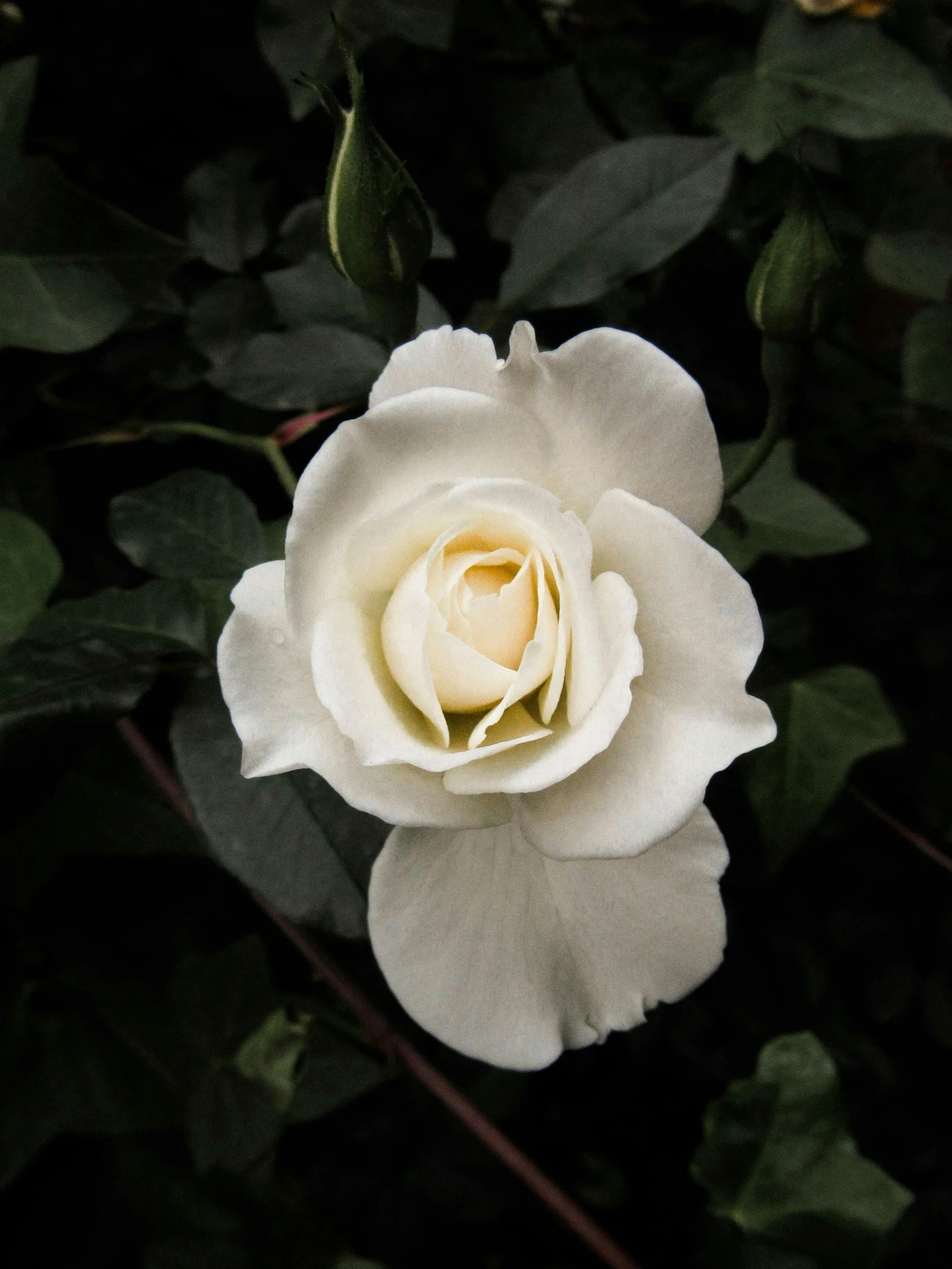 a white rose with green leaves in the background, a portrait, inspired by Elsa Bleda, trending on unsplash, ignant, taken in the night, sydney hanson, albino