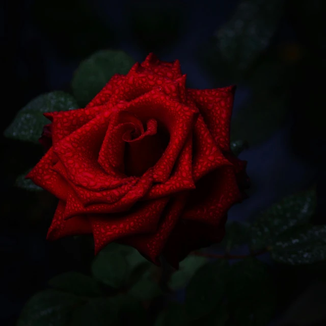 a red rose with water droplets on it, inspired by Elsa Bleda, pexels contest winner, night view, paul barson, gothic romance, blue velvet