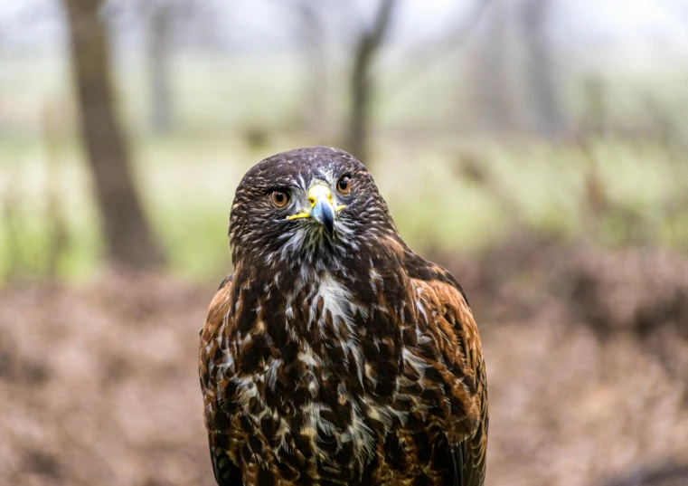 a close up of a bird of prey on a branch, a portrait, pexels contest winner, 🦩🪐🐞👩🏻🦳, ground - level medium shot, portrait of a big, portrait of wild