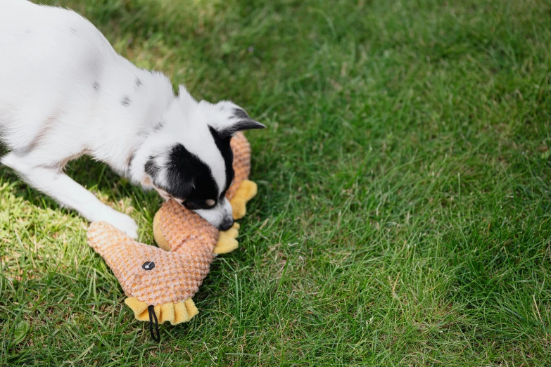 a dog playing with a toy in the grass, inspired by Elke Vogelsang, unsplash, duck shoes, koi, patterned, miniature pig