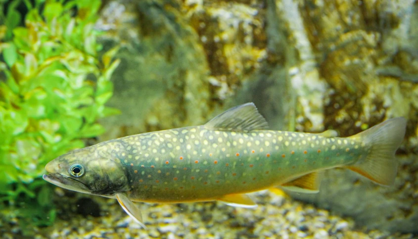 a close up of a fish in an aquarium, sparkling in the flowing creek, biodiversity heritage library, gold speckles, instagram photo