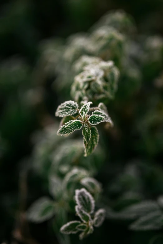 a close up of a plant with frost on it, inspired by Elsa Bleda, trending on pexels, green mist, peppermint motif, grey, made of mist