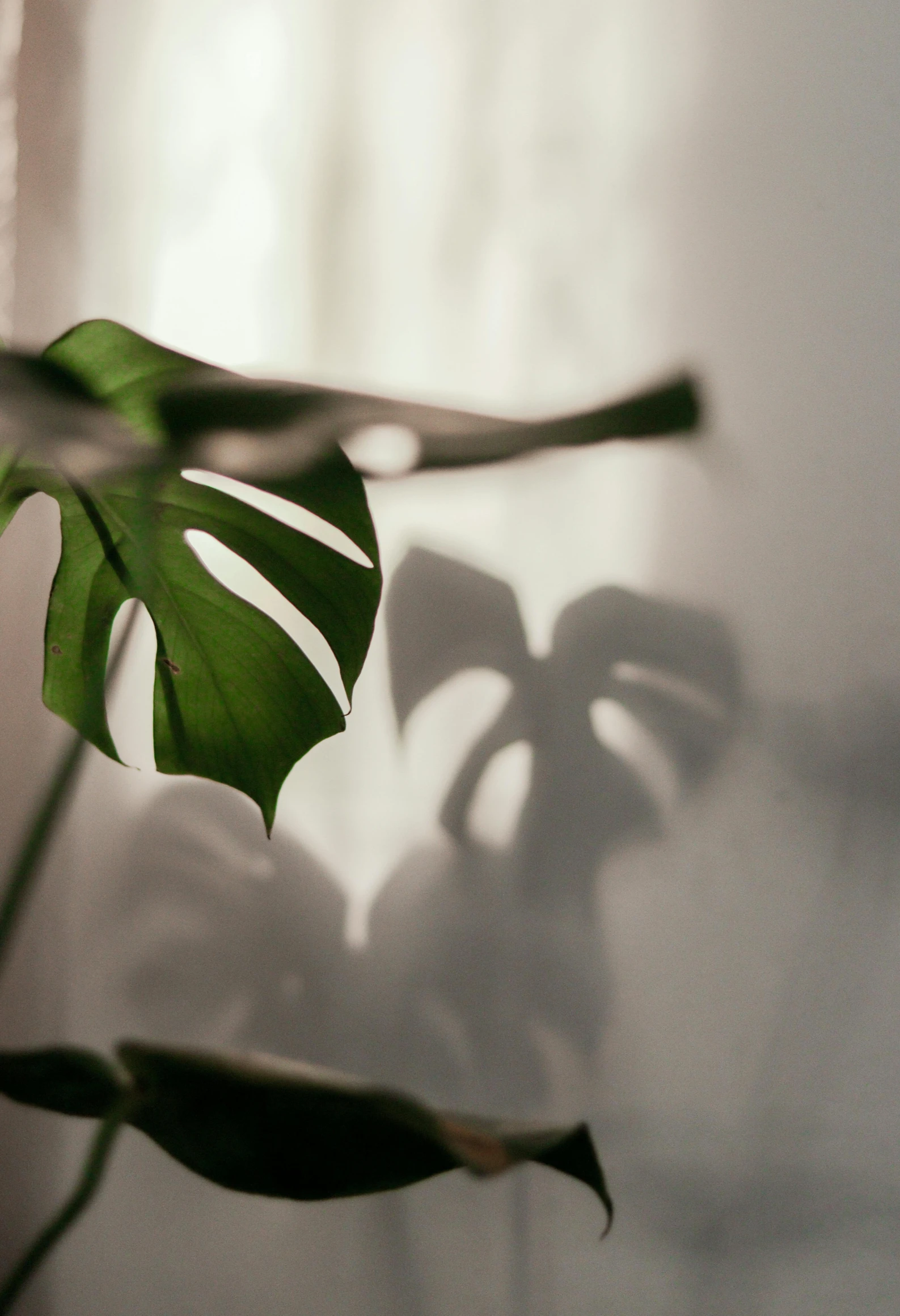 a close up of a plant on a window sill, trending on unsplash, minimalism, shadow play, monstera deliciosa, ignant, front lit