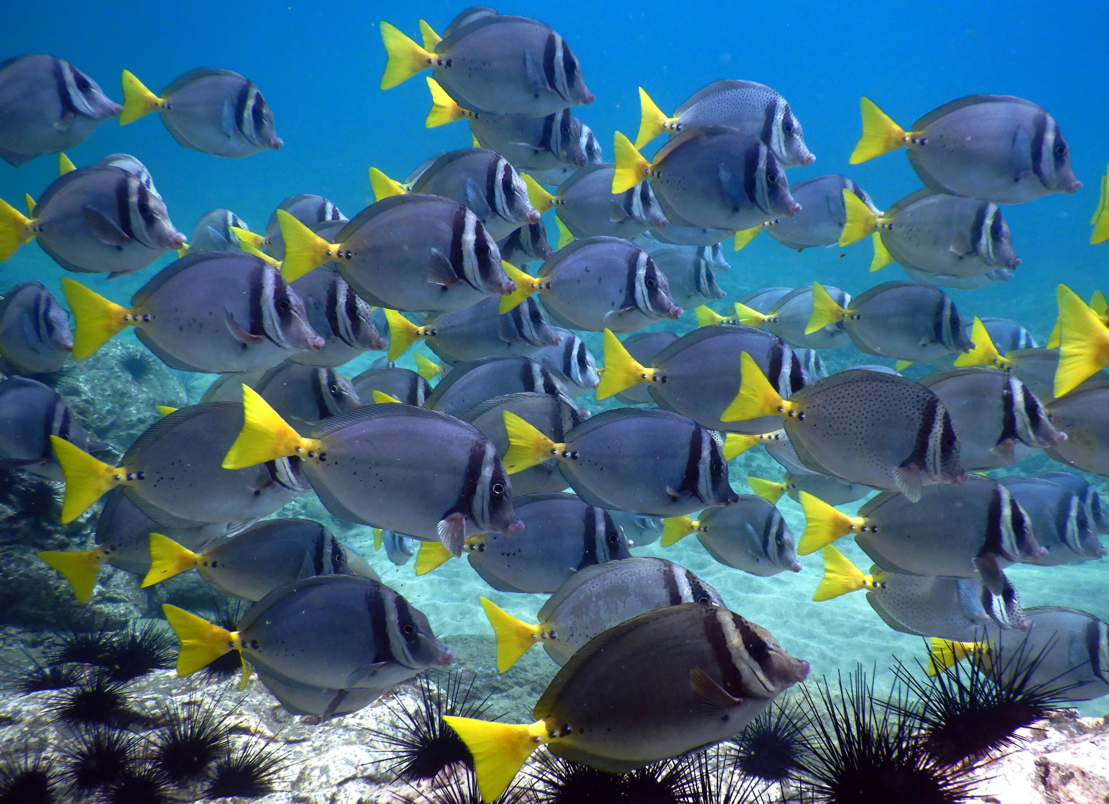 a large group of fish swimming in the ocean, yellow and blue, slide show, great barrier reef, grey