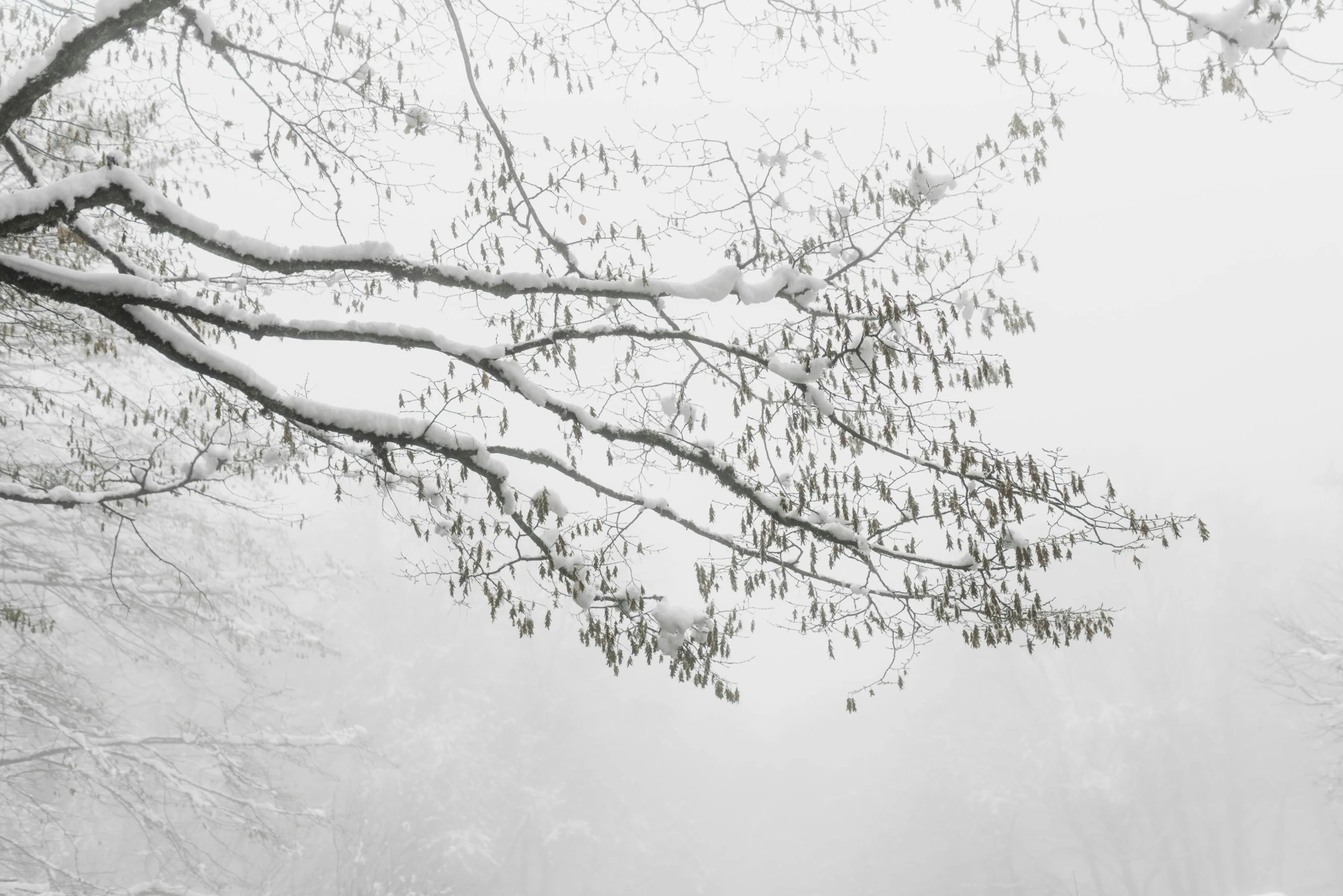 a couple of people that are walking in the snow, inspired by Pierre Pellegrini, magnolia leaves and stems, rinko kawauchi, tree branches intertwine limbs, fine art print
