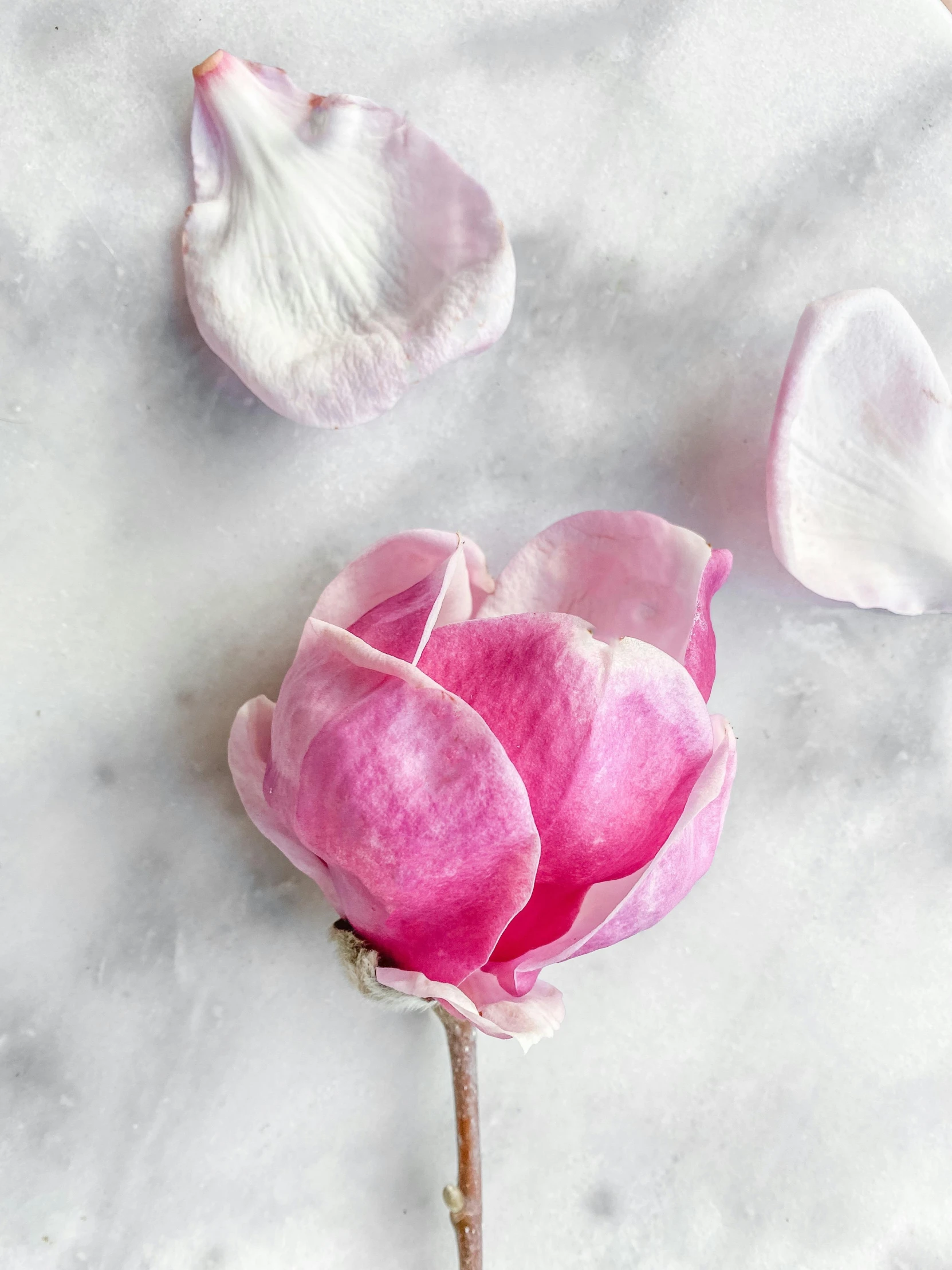 a close up of a flower on a marble surface, by Lucia Peka, magnolia stems, ((pink)), rose petals, close-up product photo