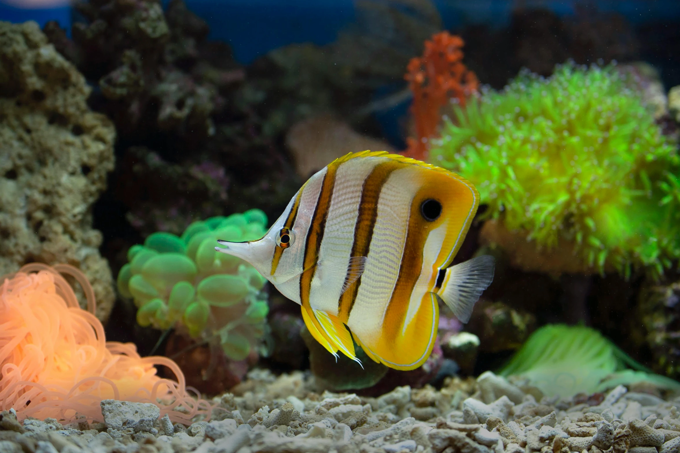 a close up of a fish in an aquarium, a screenshot, by Mandy Jurgens, unsplash, butterflyfish, coral reef, 🦩🪐🐞👩🏻🦳, manly