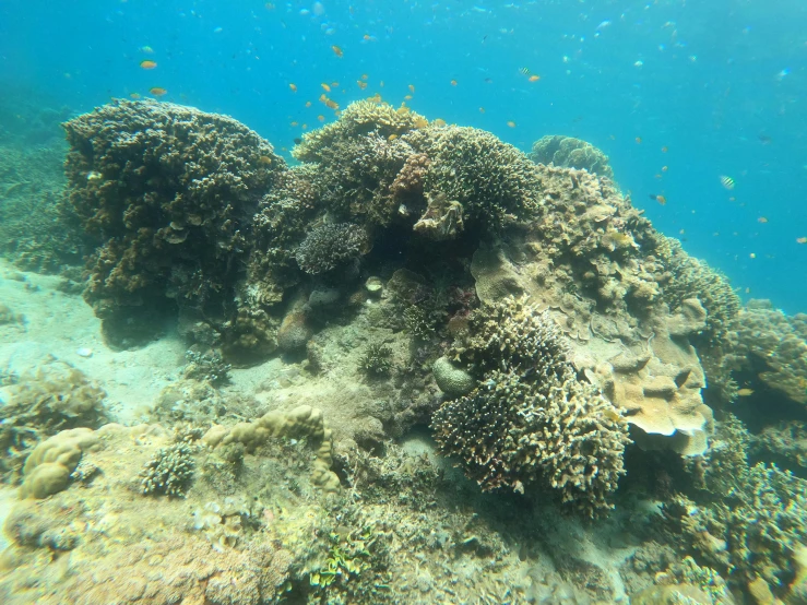 a group of fish that are swimming in the water, covered in coral, view from bottom, near the beach, exploring