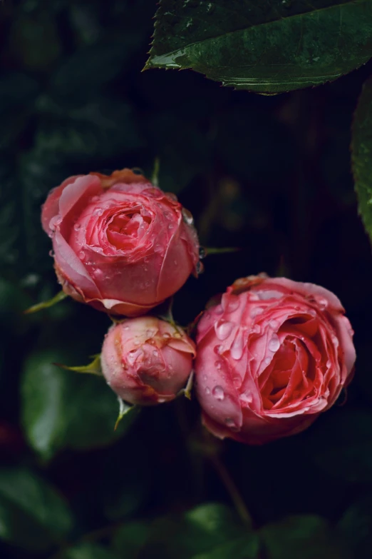 two pink roses with water droplets on them, inspired by Elsa Bleda, unsplash, romanticism, 3 - piece, well built, battered