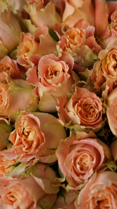 a close up of a bunch of pink roses, in shades of peach, award - winning details, stunning quality, 'groovy'