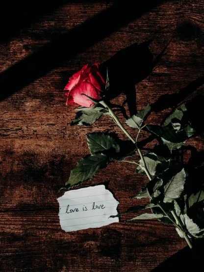 a red rose sitting on top of a wooden table, an album cover, love is begin of all, unsplash photography, avatar image, a labeled