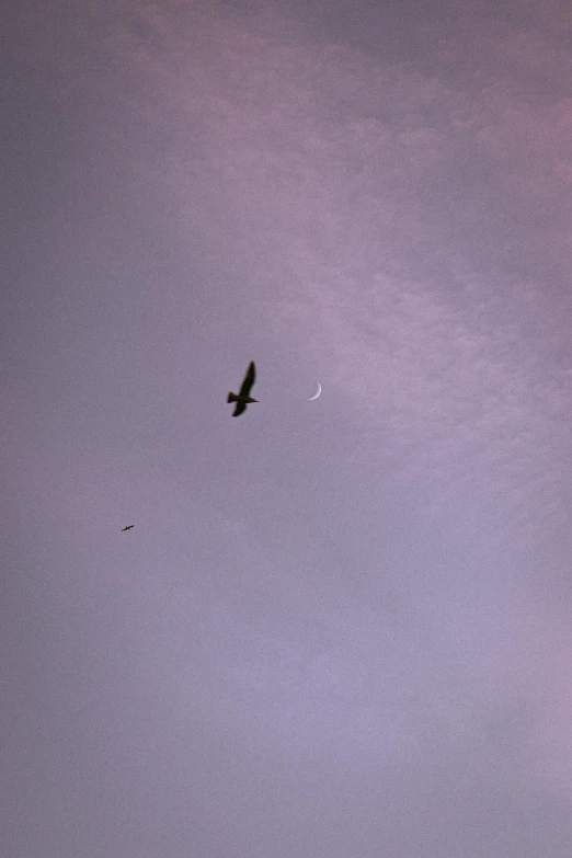 a flock of birds flying through a cloudy sky, an album cover, pexels contest winner, minimalism, moonlit purple sky, an eagle, ✨🕌🌙, today\'s featured photograph 4k