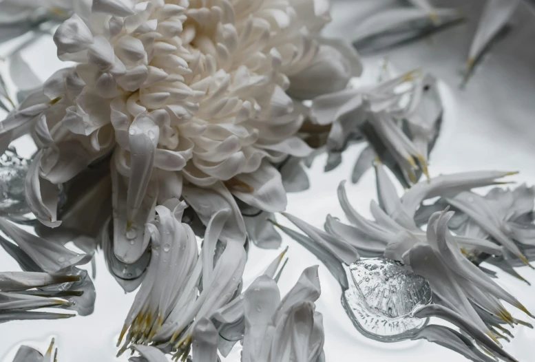 a close up of a white flower on a table, a macro photograph, inspired by Robert Mapplethorpe, hyperrealism, glass helmets and dove wings, chrysanthemums, kirsty mitchell, etched inscriptions