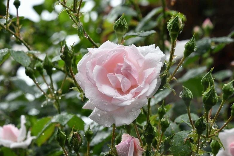 a pink rose with water droplets on it, cotton candy bushes, grey mist, highly polished, manuka