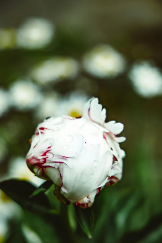 a white flower sitting on top of a lush green field, a picture, inspired by Elsa Bleda, unsplash, peony, crimson, tears, pale as marble