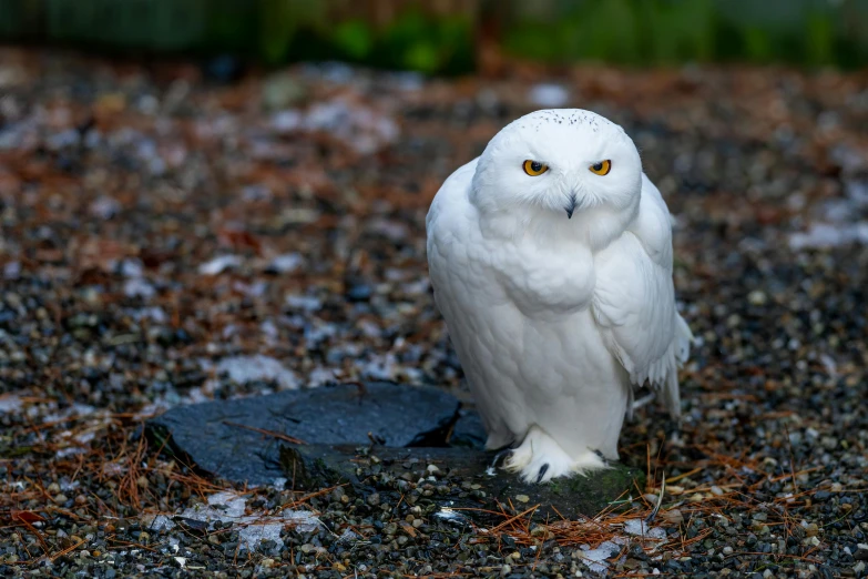 a white owl sitting on top of a rock, by Kristin Nelson, pexels contest winner, hurufiyya, snow on the body, reykjavik, still from harry potter, birds are all over the ground