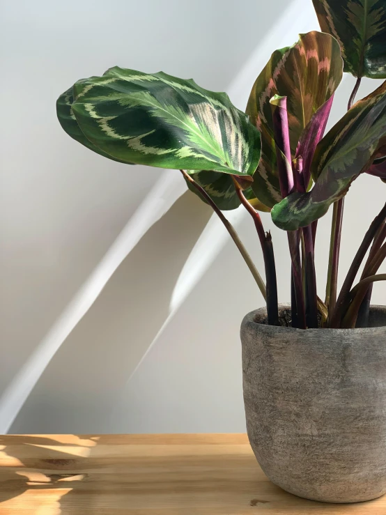 a potted plant sitting on top of a wooden table, by Alice Mason, soft grey and red natural light, made of cement, close-up product photo, multi - coloured