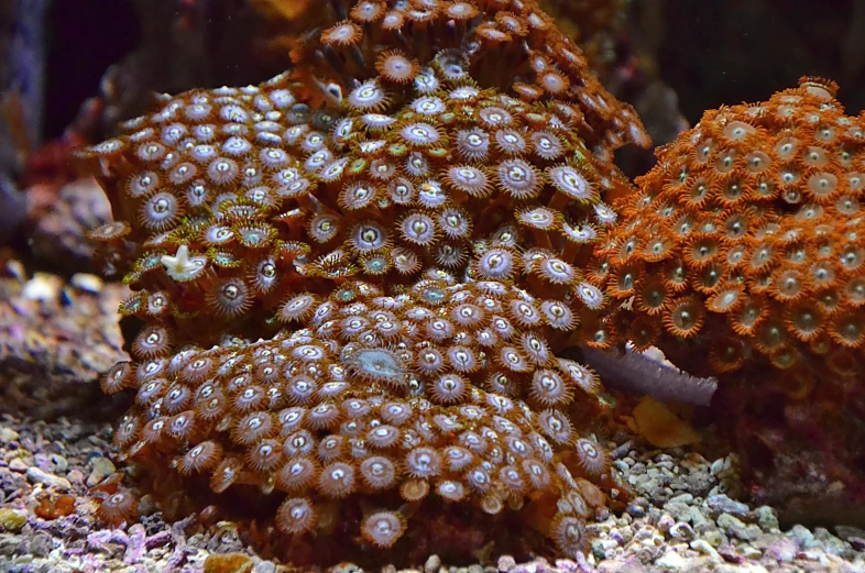 a couple of corals that are next to each other, a portrait, flickr, brown scales, bubbly, numerous dimly glowing eyes, 🦩🪐🐞👩🏻🦳
