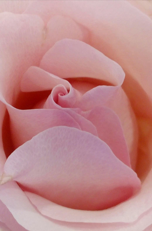 a close up of a pink rose flower, inspired by Rose O’Neill, smooth matte, clear curvy details, award - winning details, neck zoomed in