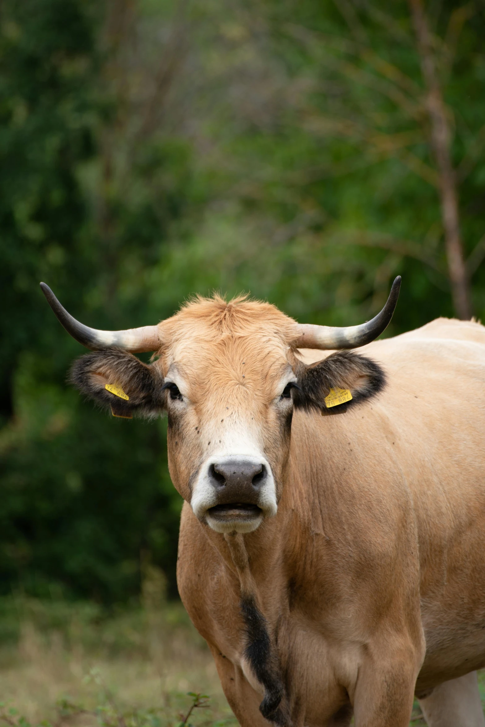 a brown cow standing on top of a lush green field, trending on unsplash, sumatraism, gold and yellow notched antlers, south east asian with round face, brown:-2, frontal close up