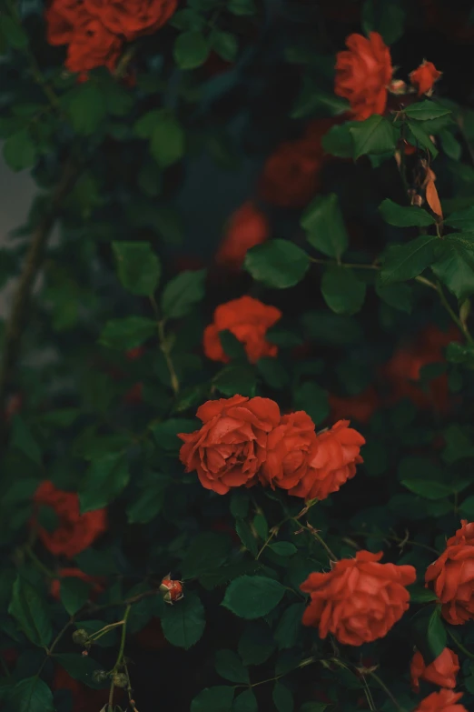 a bush of red flowers with green leaves, an album cover, unsplash contest winner, romanticism, rose, atmospheric warm colorgrade, vine and plants and flowers, profile image