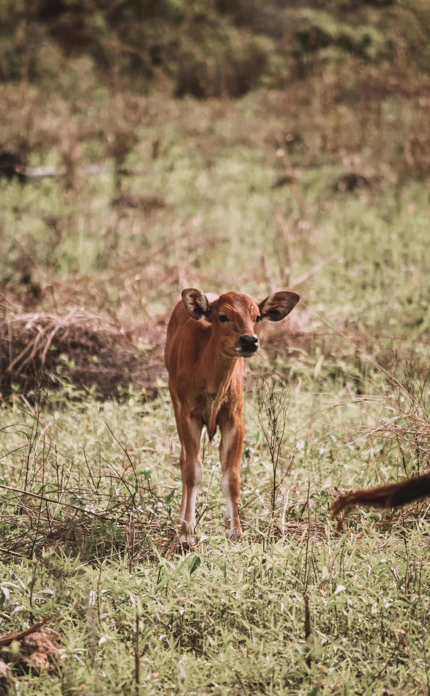 a brown cow standing on top of a lush green field, in a dried out field, in a jungle environment, the second… like a calf, samburu