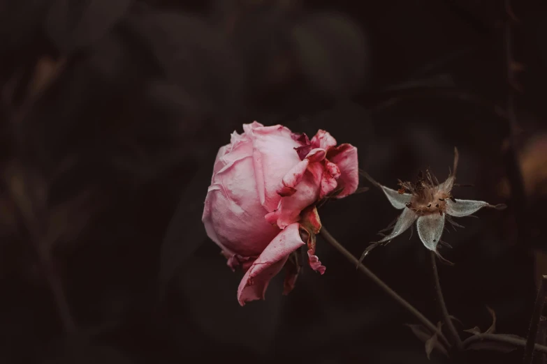 a close up of a pink flower on a stem, an album cover, inspired by Elsa Bleda, trending on pexels, dark and moody aesthetic, roses, dead old, outdoor photo