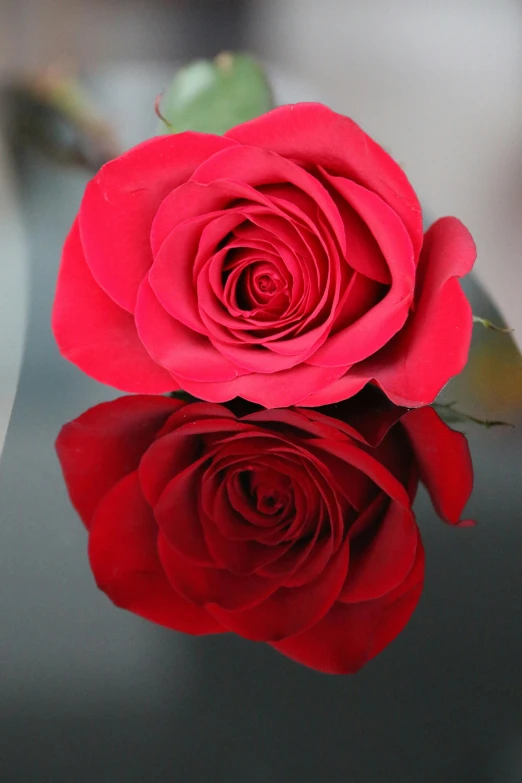 a red rose sitting on top of a glass table, mirrored, no cropping, sleek, 5 feet away