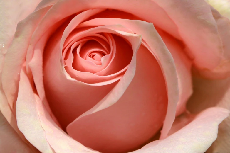 a close up of a pink rose flower, romantic lead, 8k resolution”, fan favorite, slide show