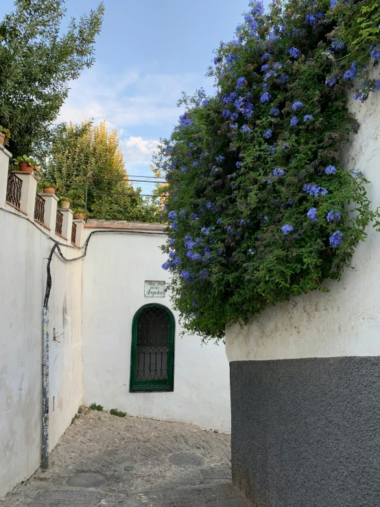 a narrow alley with blue flowers growing on the walls, inspired by Luis Paret y Alcazar, unsplash, white wall complex, 2 5 6 x 2 5 6 pixels, roof with vegetation, some trees in the corner