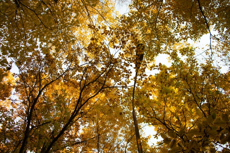 a group of trees that are next to each other, by Maksimilijan Vanka, unsplash, looming over a horde of gold, leaves in the air, william penn state forest, looking at the ceiling