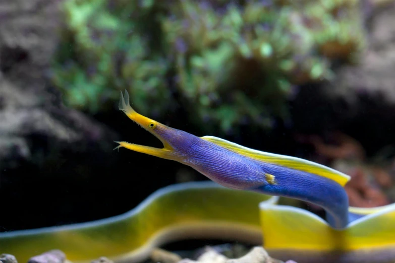 a close up of a yellow and blue snake, trending on pexels, synchromism, a purple fish, gulper eel, algae, long flowing fins