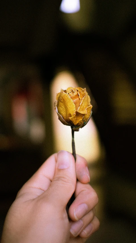 a person holding a flower in their hand, trending on unsplash, renaissance, made of dried flowers, 15081959 21121991 01012000 4k