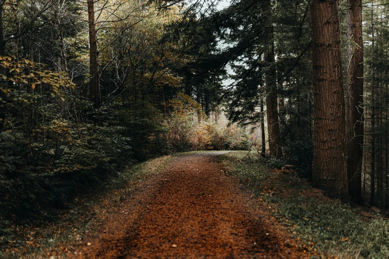 a dirt road in the middle of a forest, dried leaves, unsplash photography, 2 5 6 x 2 5 6 pixels, ((forest))