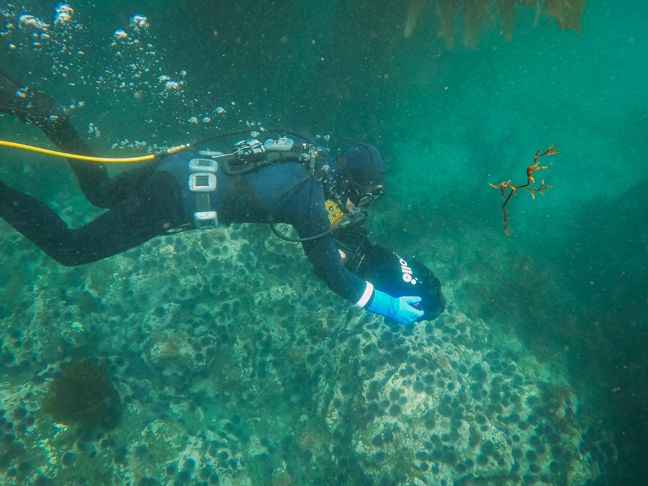 a person diving in a body of water, covered in coral and barnacles, mining, bay area, explorer