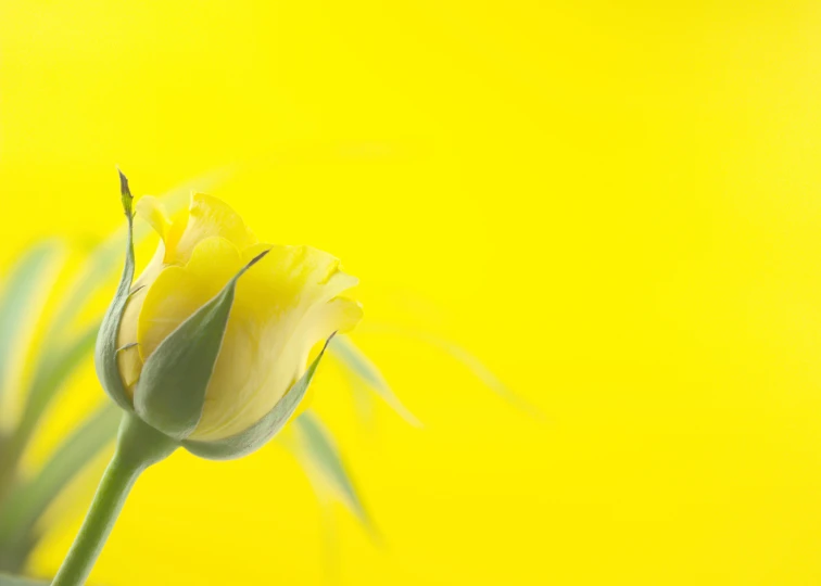 a close up of a yellow rose on a yellow background, pexels, tulip, 15081959 21121991 01012000 4k, various posed, unedited