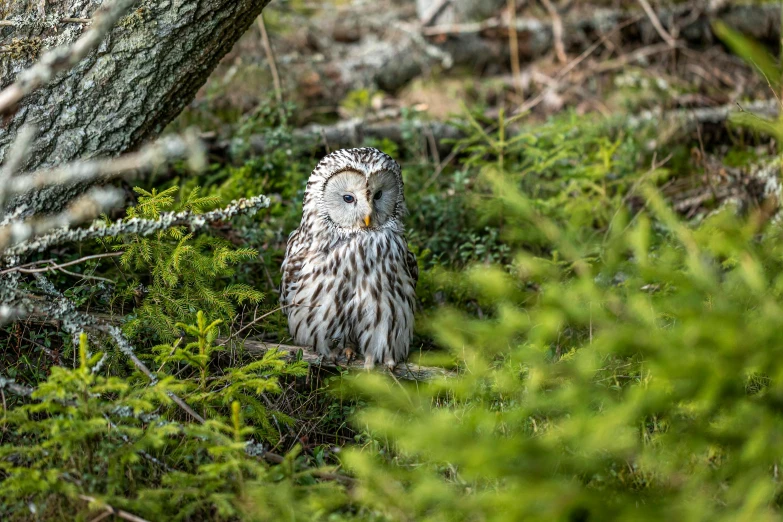 a bird that is sitting in the grass, by Jesper Knudsen, pexels contest winner, hurufiyya, alien owl, bright nordic forest, a high angle shot, camouflage