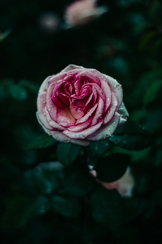 a pink rose with water droplets on it, inspired by Elsa Bleda, unsplash, ominous beautiful mood, highly upvoted, pink white and green, lush surroundings