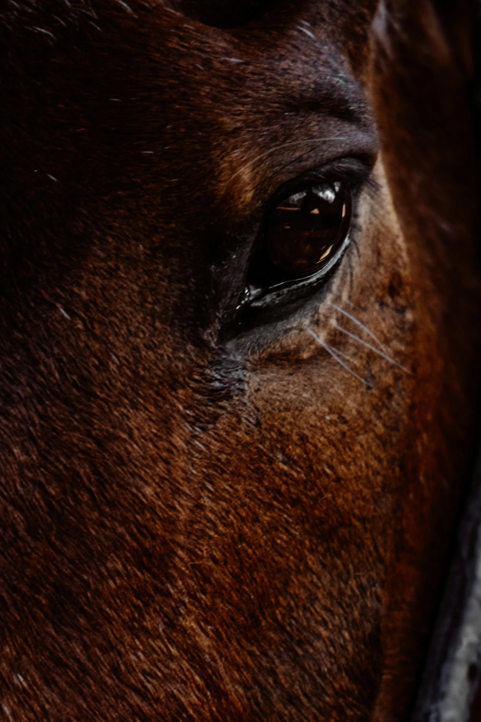 a close up of a brown horse's eye, a portrait, by Daniel Seghers, trending on unsplash, noticeable tear on the cheek, today\'s featured photograph 4k, high angle close up shot, atmospheric photo