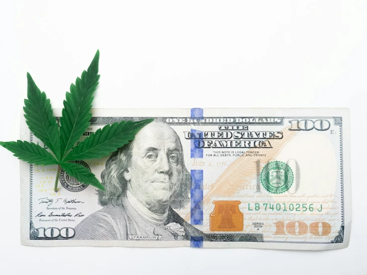 a marijuana leaf sitting on top of a hundred dollar bill, by Whitney Sherman, on a white background, listing image, фото девушка курит, nfts
