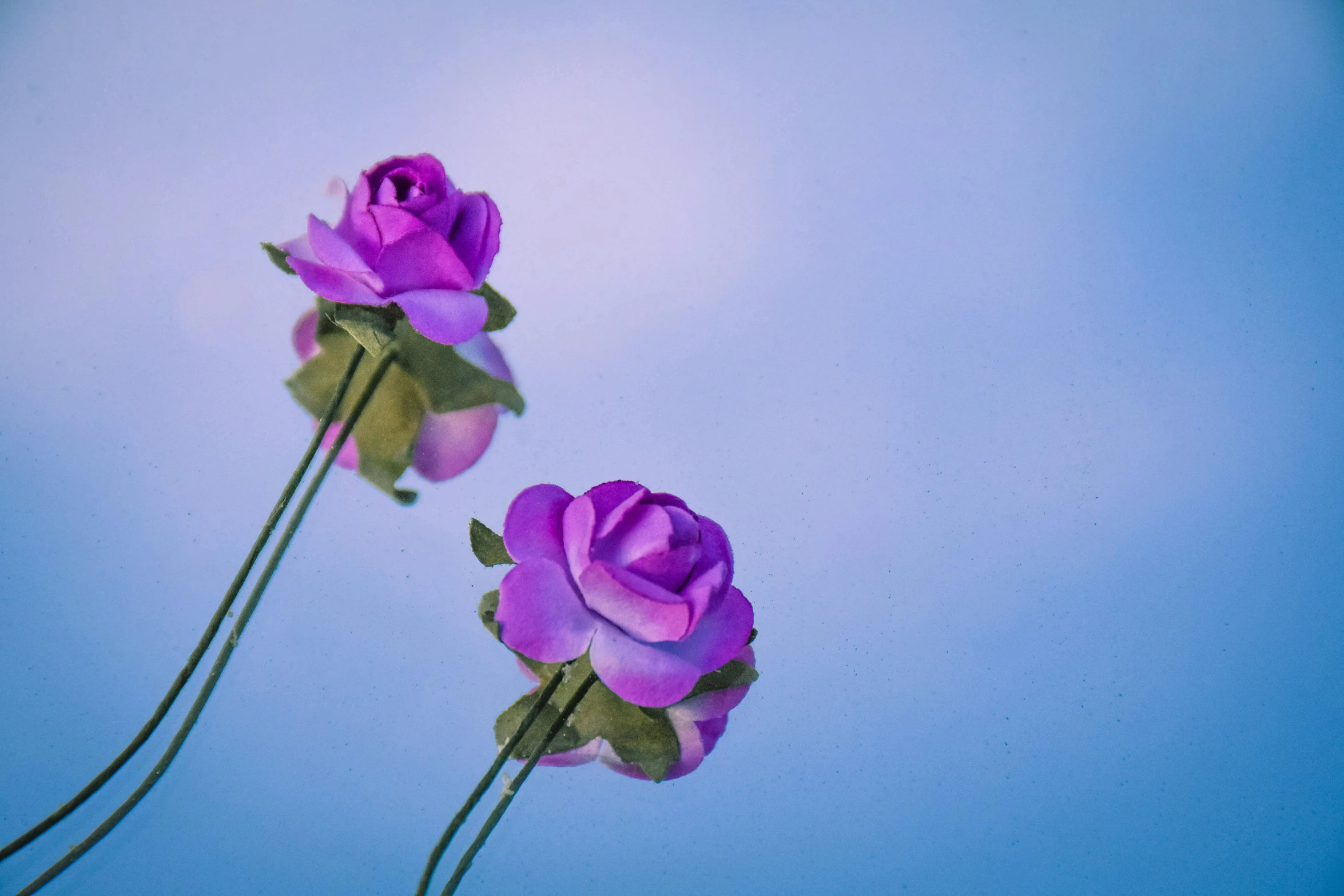 two purple roses against a blue sky background, a 3D render, by Jan Rustem, unsplash, magic realism, toy photography, tranquil, floating bouquets